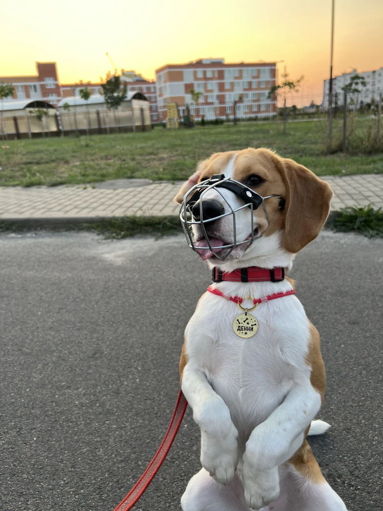 Фото из отзыва: Гладиолус